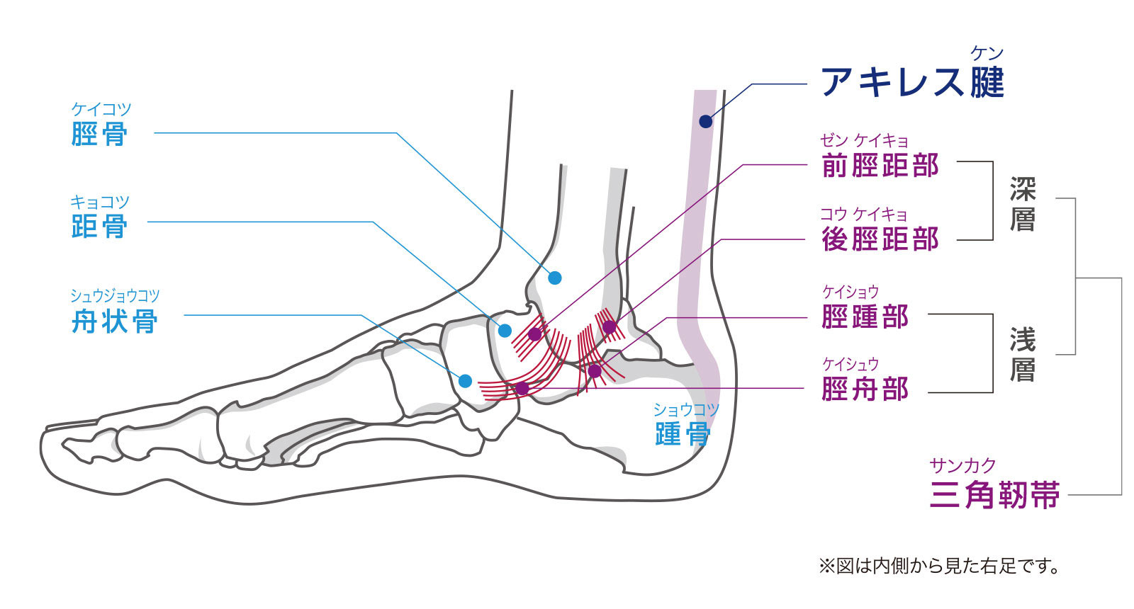 足首捻挫（足関節捻挫）｜いざという時の足首捻挫の対処と予防 
