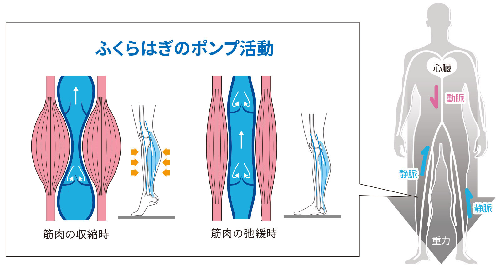 スポーツによる脚のむくみと筋肉疲労｜ジャーナル（サポーター）｜ザムスト公式オンラインショップ【ZAMST Online】