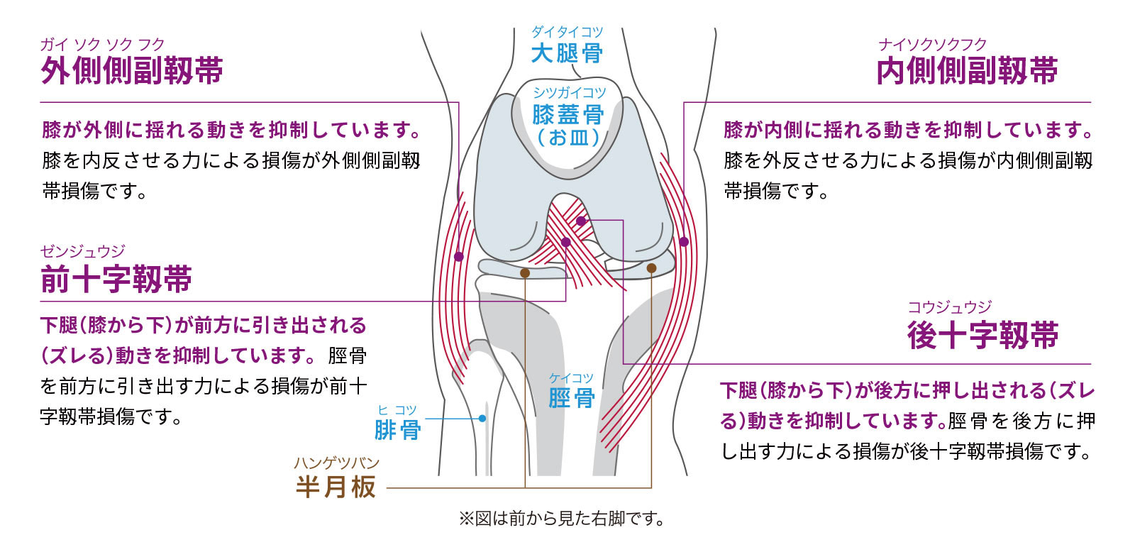 膝内側側副靱帯（MCL）損傷とは｜頻度が高い靱帯損傷｜ジャーナル ...