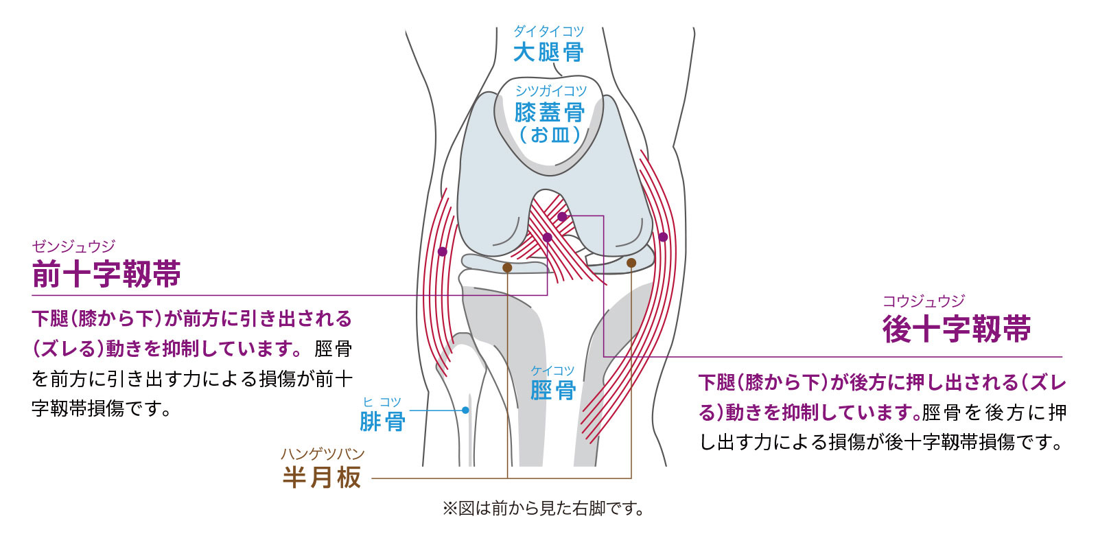 膝前十字靱帯（ACL）損傷とは｜膝関節の代表的なスポーツ障害｜ジャーナル（サポーター）｜ザムスト公式オンラインショップ【ZAMST Online】