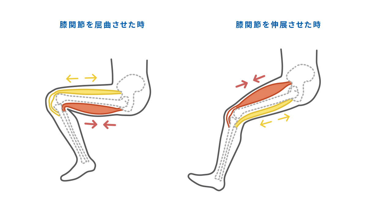 ハムストリングスのストレッチ｜肉離れの予防や再発防止に｜ジャーナル（サポーター）｜ザムスト公式オンラインショップ【ZAMST Online】